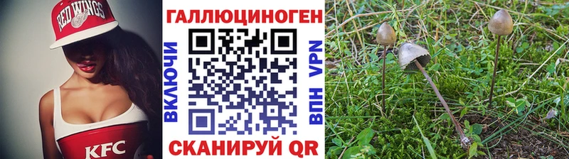 дарнет шоп  Чадан  Псилоцибиновые грибы ЛСД 